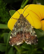 Summary of the Picos de Europa Lepidoptera Study, 2009
